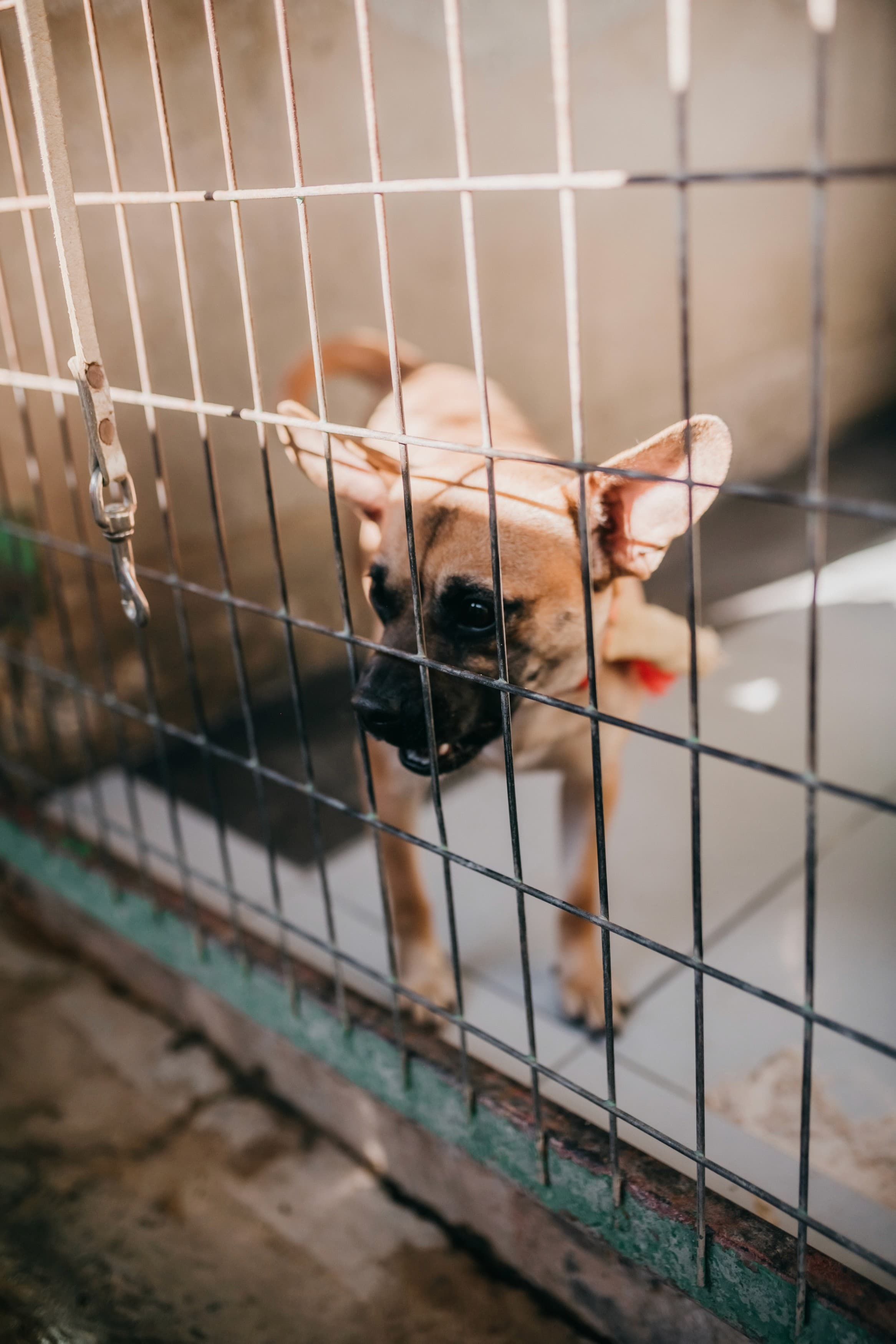 A dog looking through the bars of a shelter kennel
